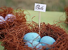Easter Party Collections