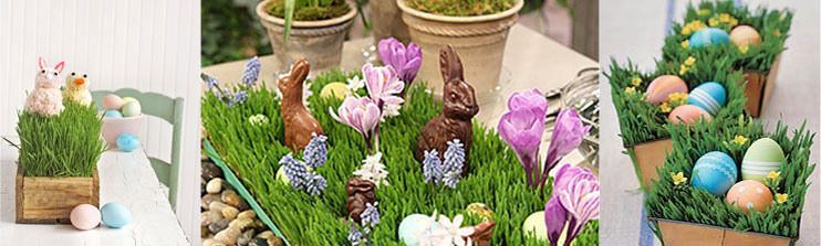 Get your Easter grass growing! Here's how to sprout this holiday staple